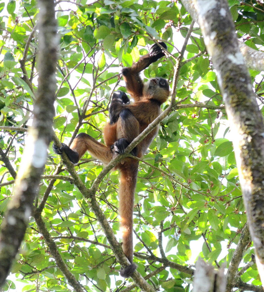image of a spider monkey foraging in a tree, arenal observatory, costa rica