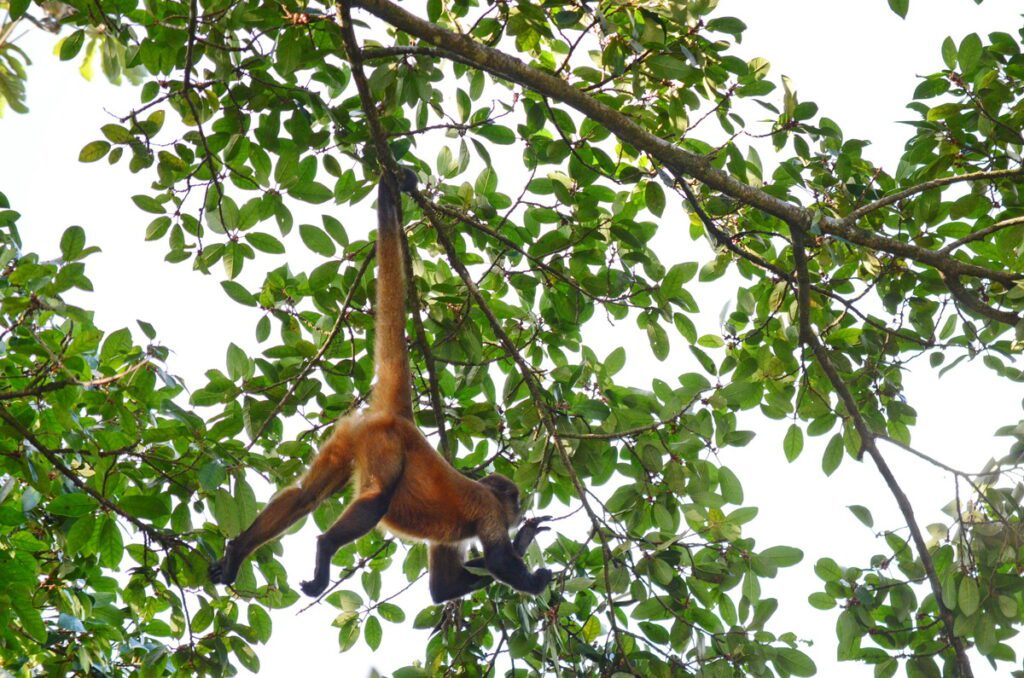 image of a spider monkey hanging by its tail, arenal observatory, costa rica