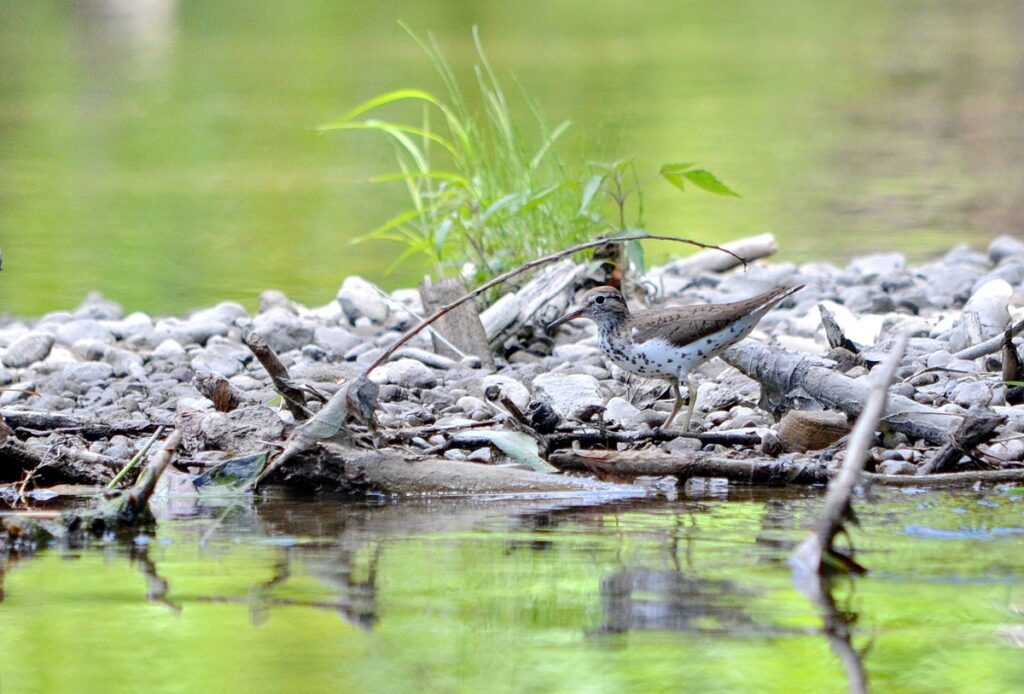 Image of spotted sandpiper along Duffins Creek in Ajax, Ontario, Canada.
