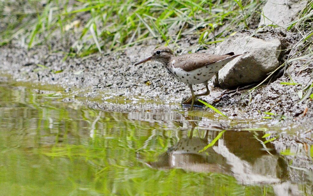 Image of spotted sandpiper along Duffins Creek in Ajax, Ontario, Canada.