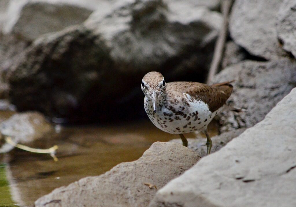 Image of spotted sandpiper along Duffins Creek in Ajax, Ontario, Canada.
