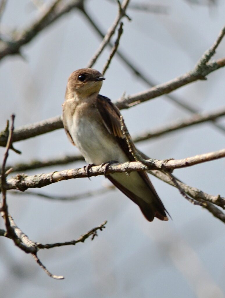 Image of Northern Rough-winged Swallow on Duffins Creek in Ajax, Ontario, Canada.