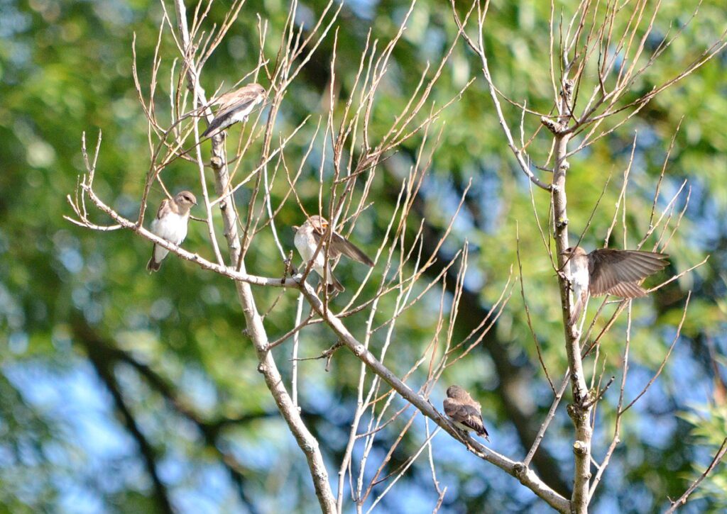 Image of Northern Rough-winged Swallows on Duffins Creek in Ajax, Ontario, Canada.