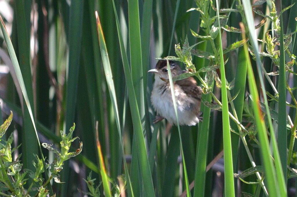 Image of marsh wren along Duffins Creek in Ajax, Ontario, Canada.