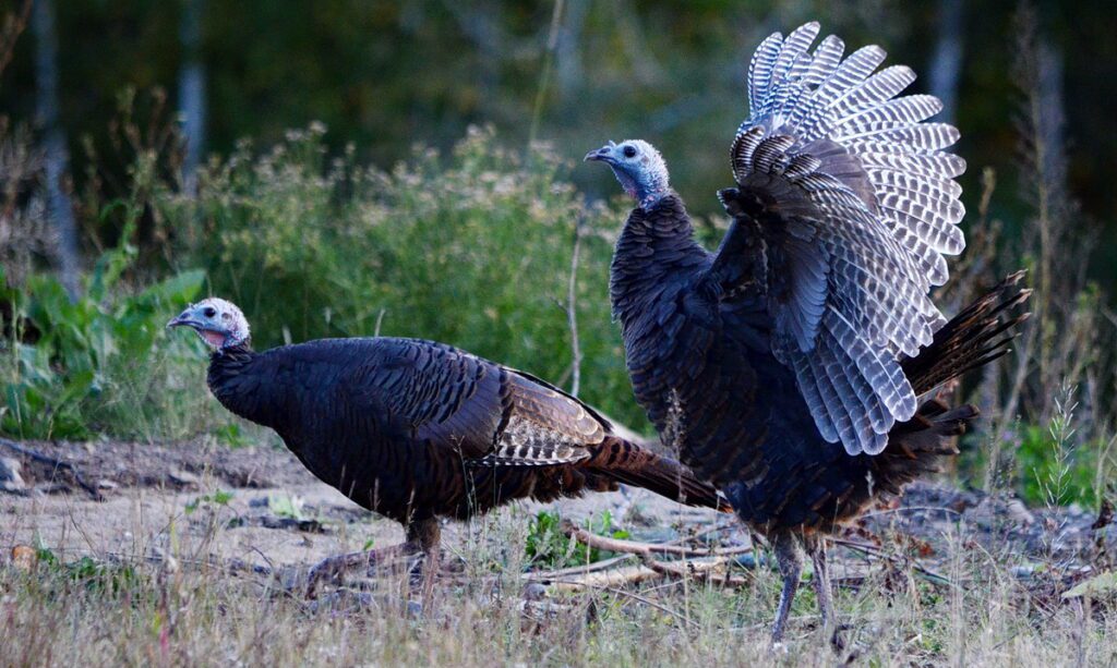 Image of wild turkeys in Algonquin Provincial Park in Ontario, Canada.