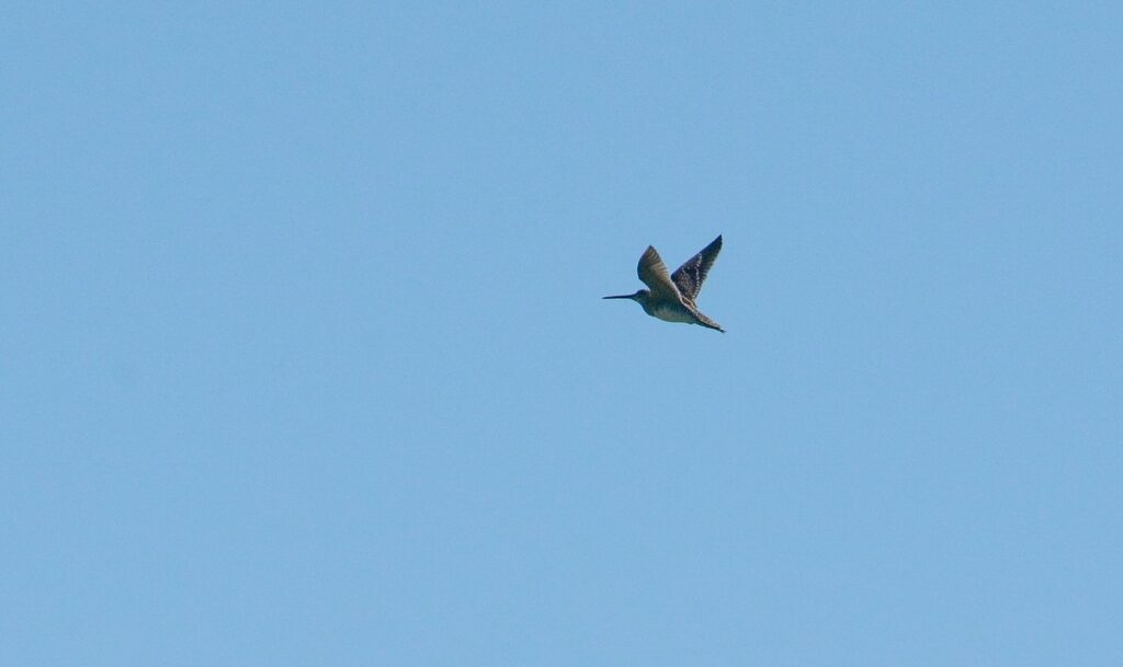 Image of a Wilson's Snipe in flight above Wylie Road, at the Carden Alvar, in Ontario, Canada.