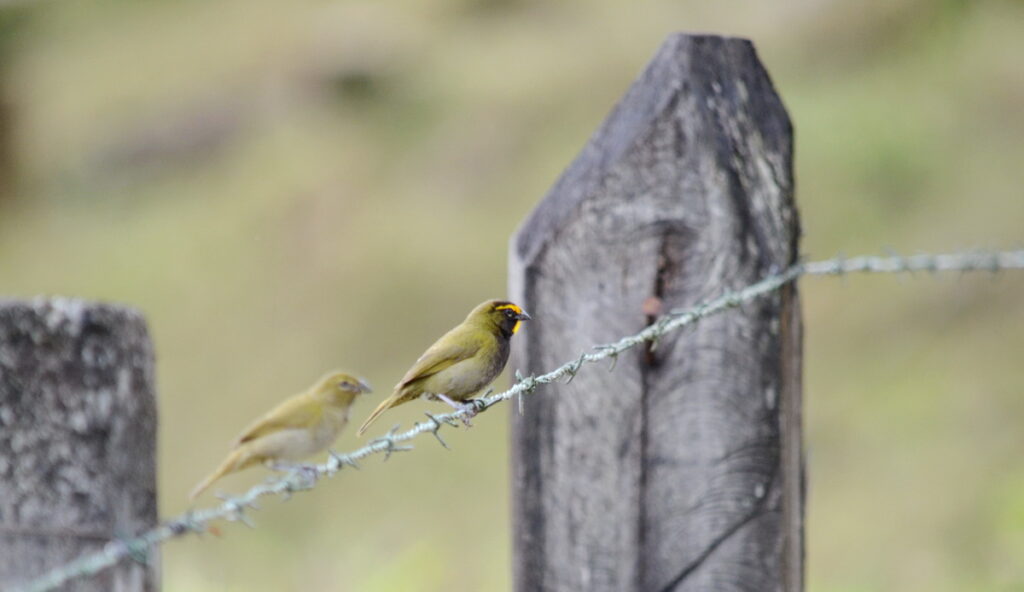 image of yellow-faced grassquit, arenal observatory, costa rica 