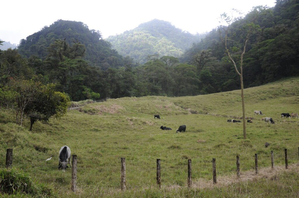 image of cattle in a pasture, arenal observatory, costa rica