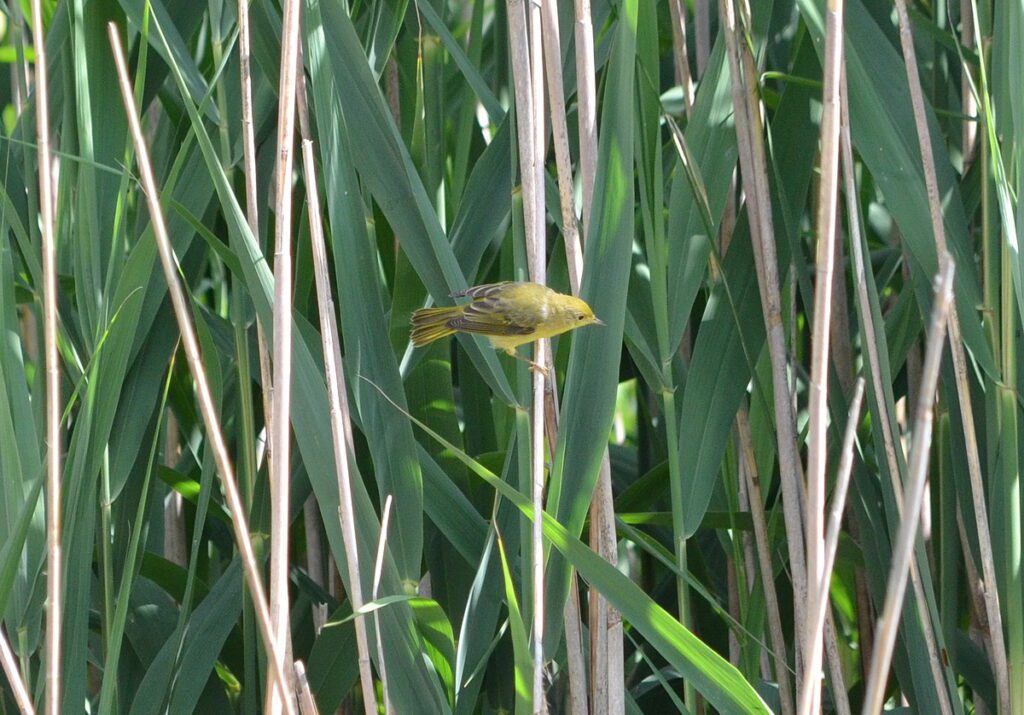 Image of yellow warbler along Duffins Creek in Ajax, Ontario, Canada.