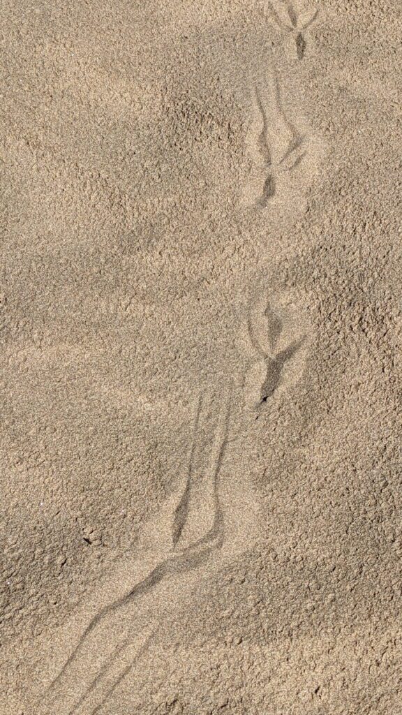 image of bird track in the sand, dunes beach, sandbanks provincial park, ontario