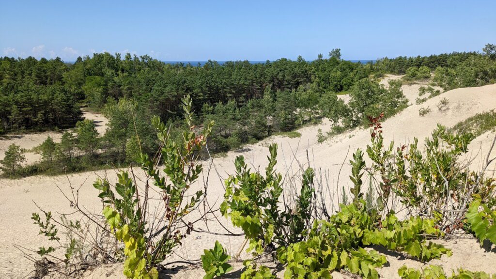image of reforested sand dunes, sandbanks provincial park, ontario