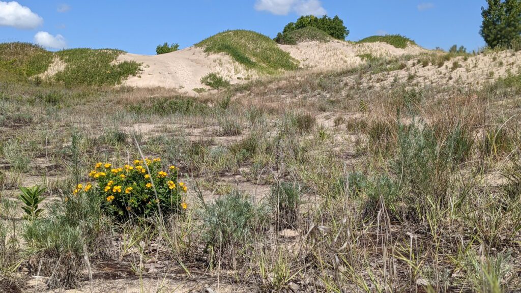 image of hoary puccoon in a dune slack, sandbanks provincial park, ontario
