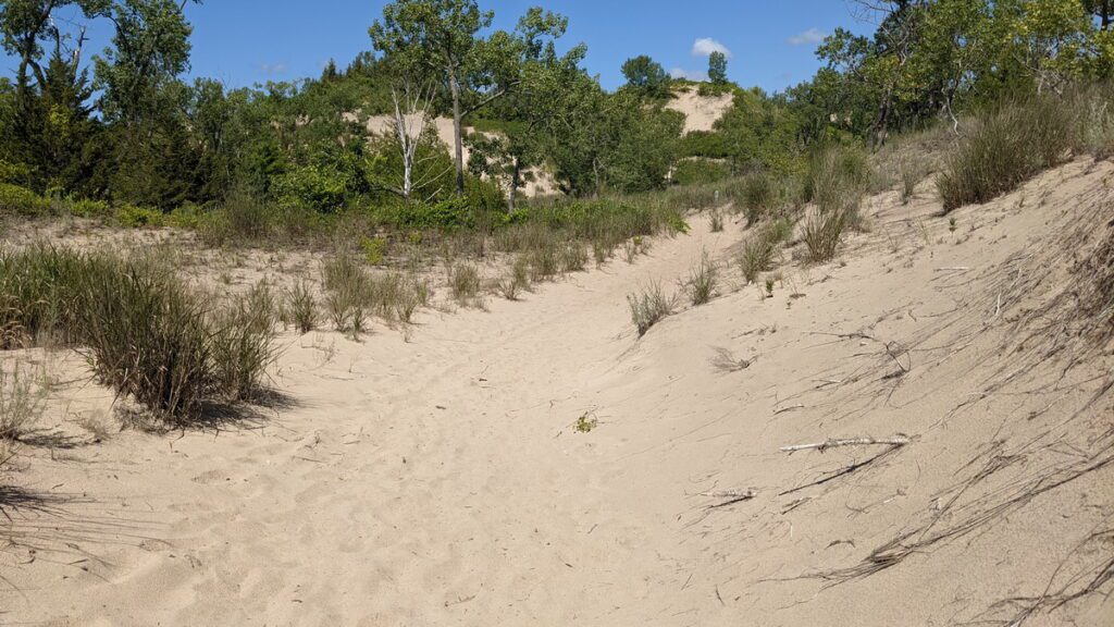 image of sand dunes and grasses, sandbanks provincial park, ontario