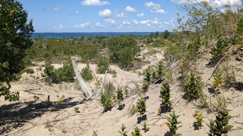 image of lake ontario from the dunes, sandbanks provincial park, ontario