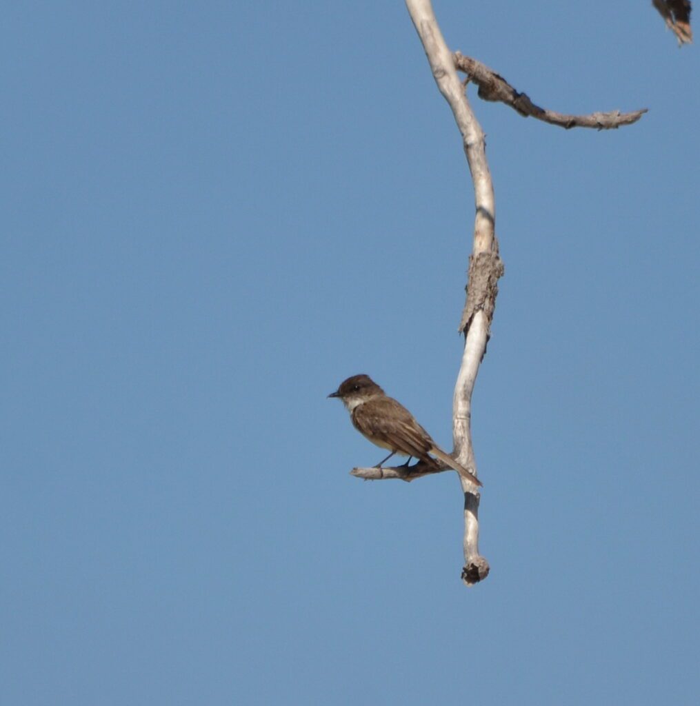 image of an eastern phoebe, sandbanks provincial park, ontario