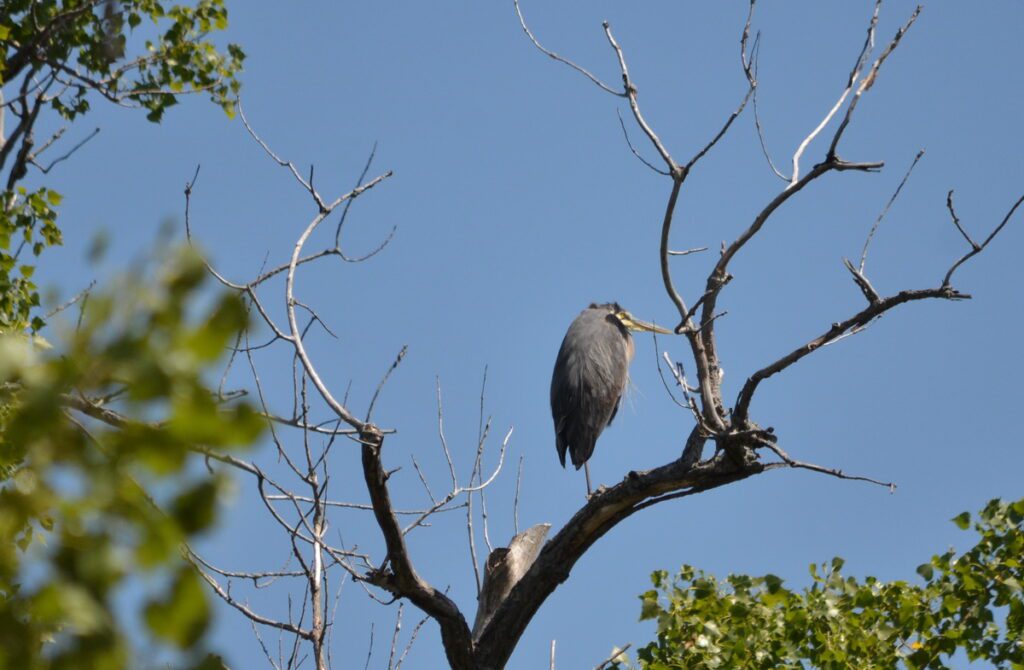 image of a great blue heron, sandbanks provincial park, ontario