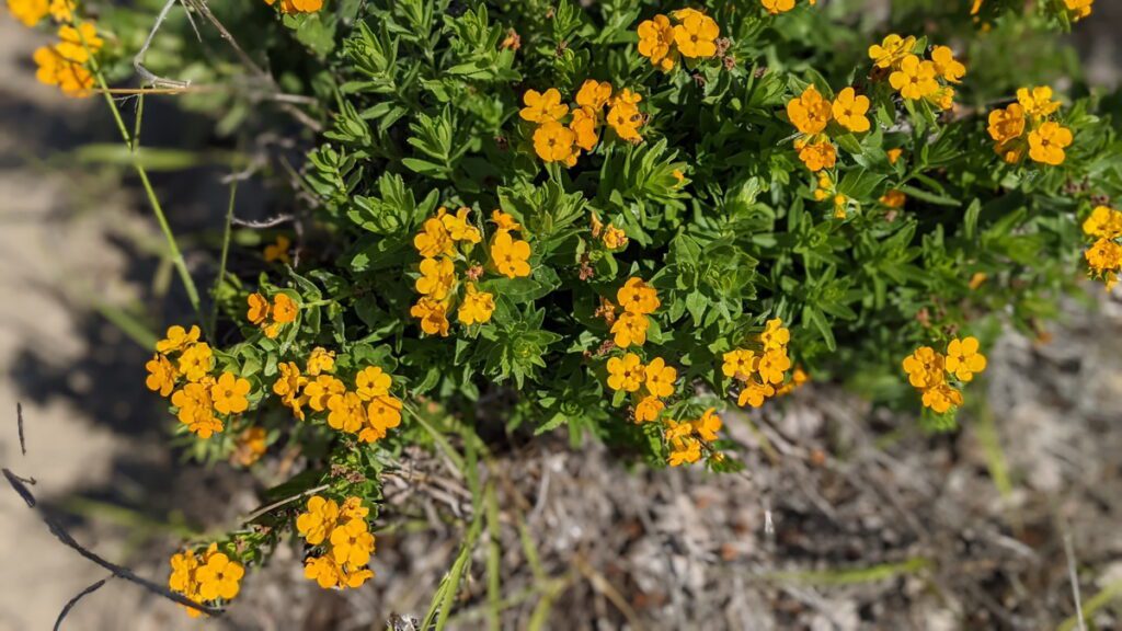 image of hoary puccoon, sand dunes, sandbanks provincial park, ontario
