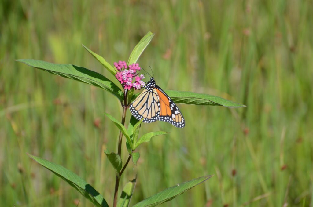 image of a monarch butterfly, dunes beach, sandbanks provincial park, ontario