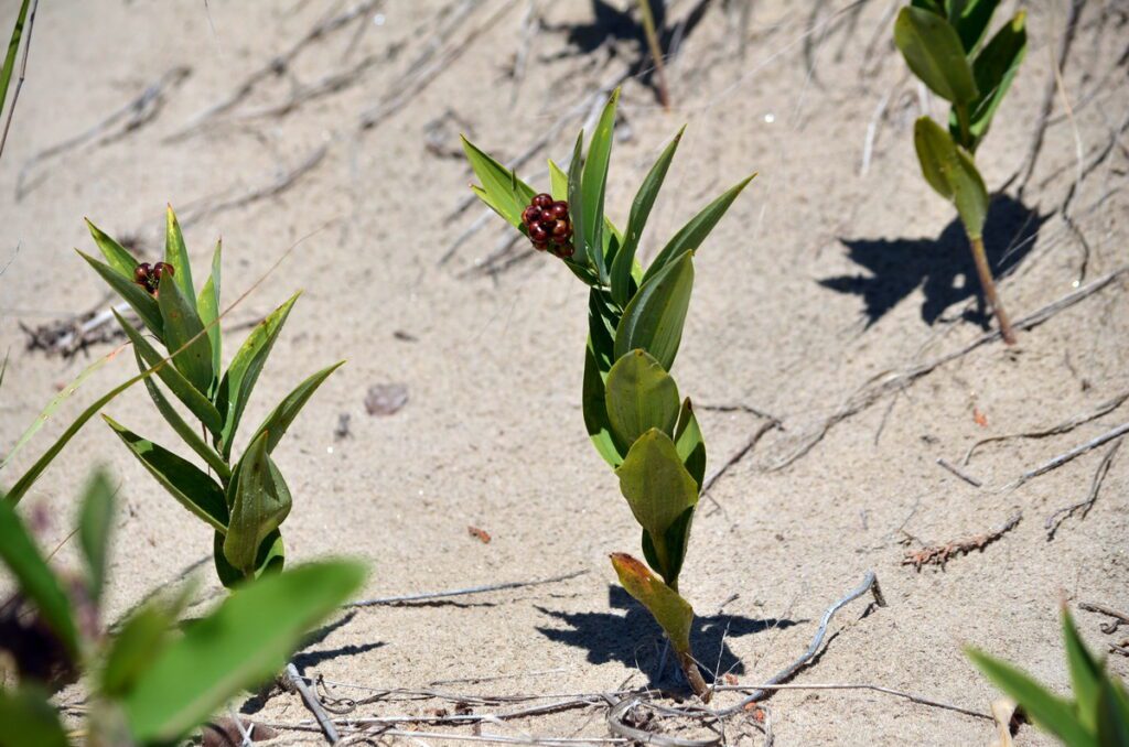 image of star-flowered lily-of-the-valley, sandbanks provincial park, ontario