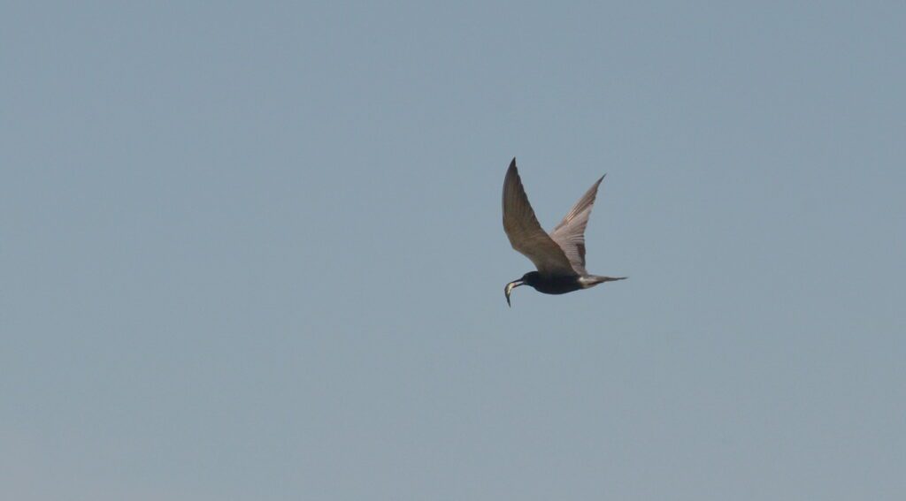 image of a black tern, consecon lake, millennium trail, prince edward county, ontario