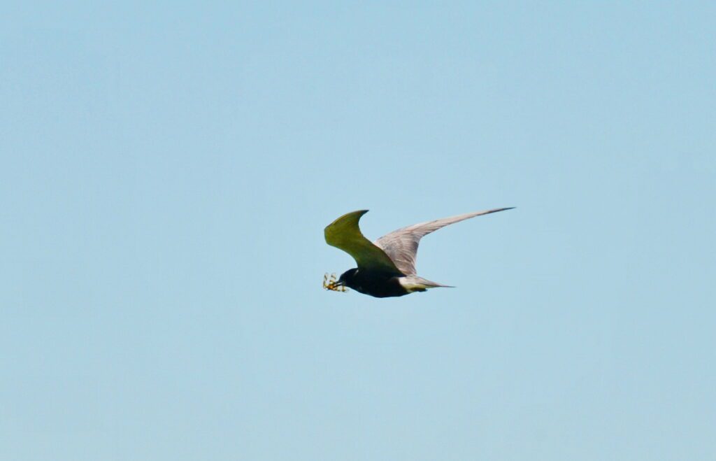 image of a black tern, consecon lake, millennium trail, prince edward county, ontario