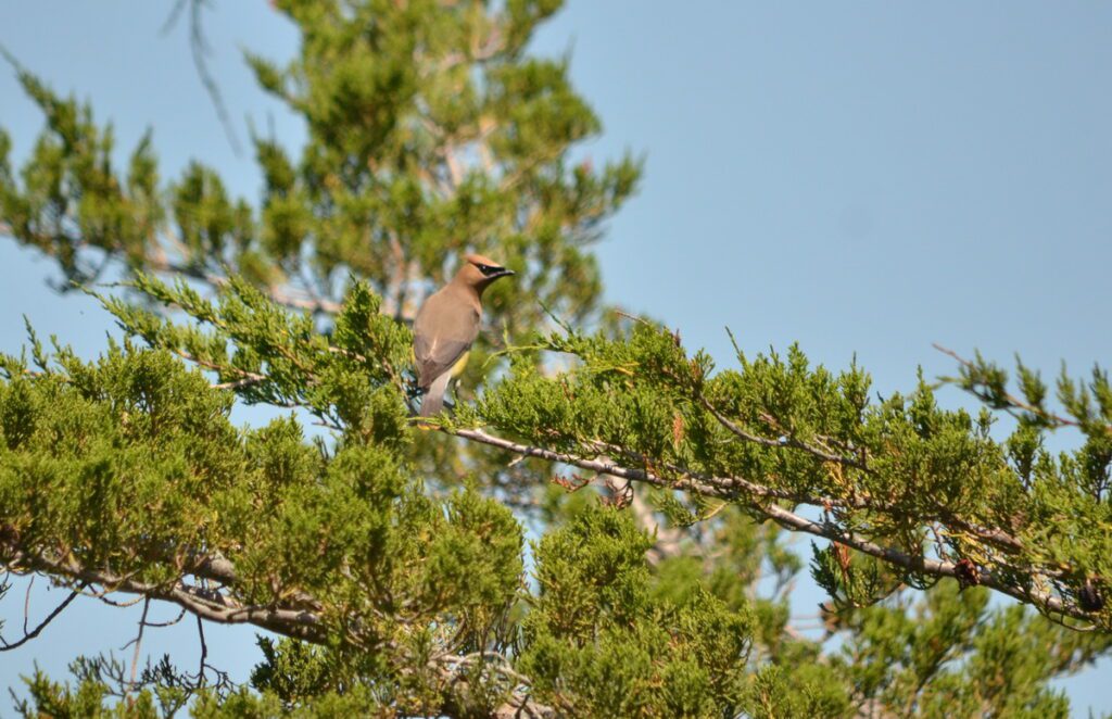image of a cedar waxwing, consecon lake, millennium trail, prince edward county, ontario