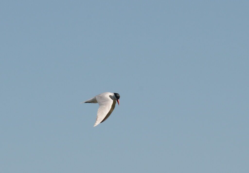 image of a common tern, consecon lake, millennium trail, prince edward county, ontario