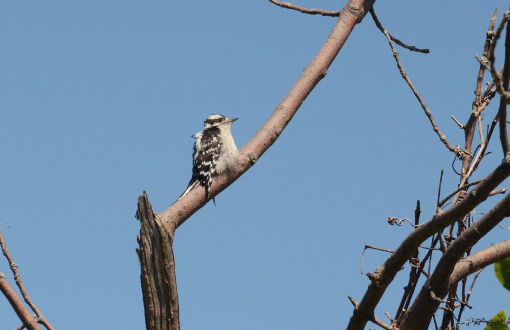 image of a downy woodpecker, millennium trail, prince edward county, ontario