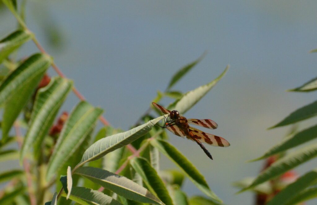 image of a hallowe'en pennant dragonfly, consecon lake, millennium trail, prince edward county, ontario