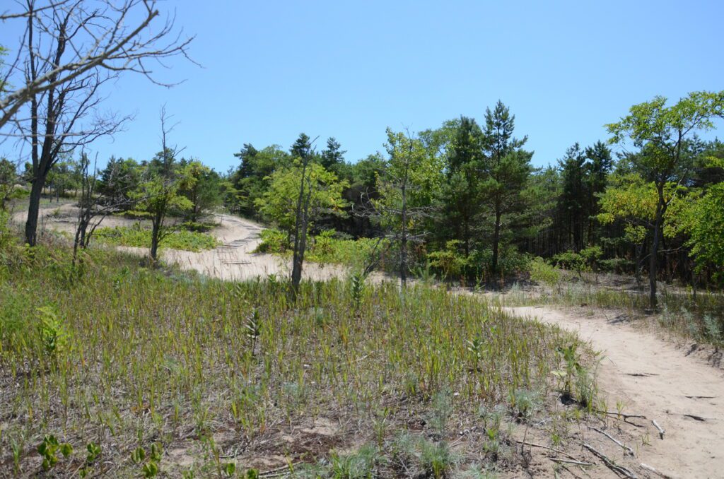 image of dunes and trees, dunes trail, sandbanks provincial park, ontario