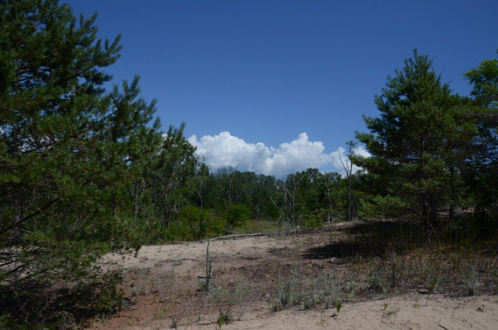 image of trees and scrub, dunes trail, sandbanks provincial park, ontario
