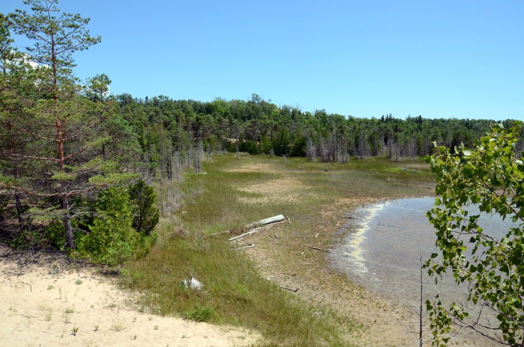 image of forest around a panne, dunes trail, sandbanks provincial park, ontario
