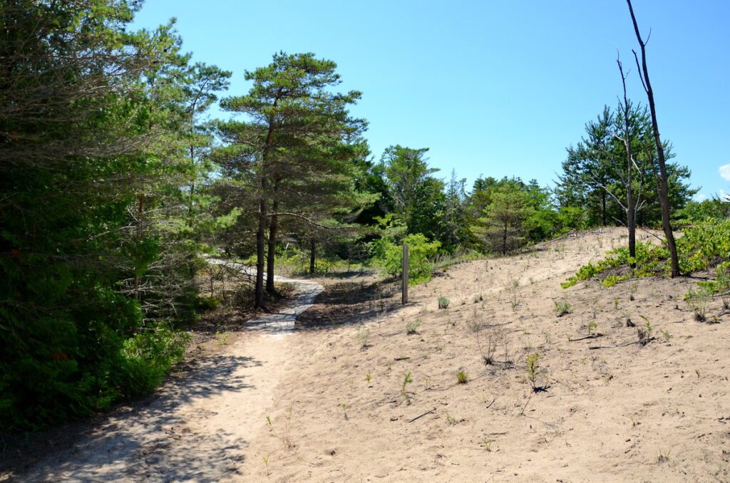 image of trail through the dunes, dunes trail, sandbanks provincial park, ontario