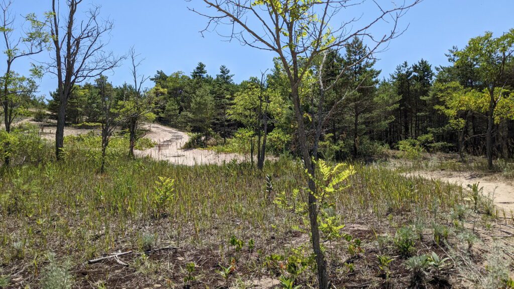 image of dunes trail, sandbanks provincial park, ontario