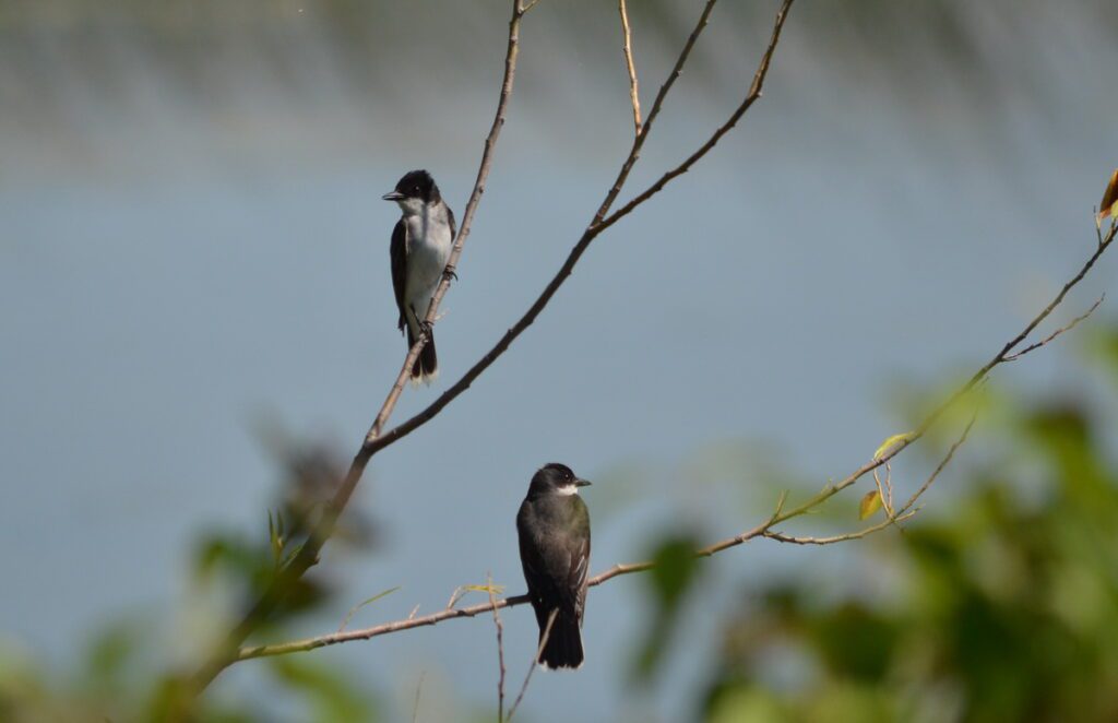 image of eastern kingbirds, consecon lake, millennium trail, prince edward county, ontario