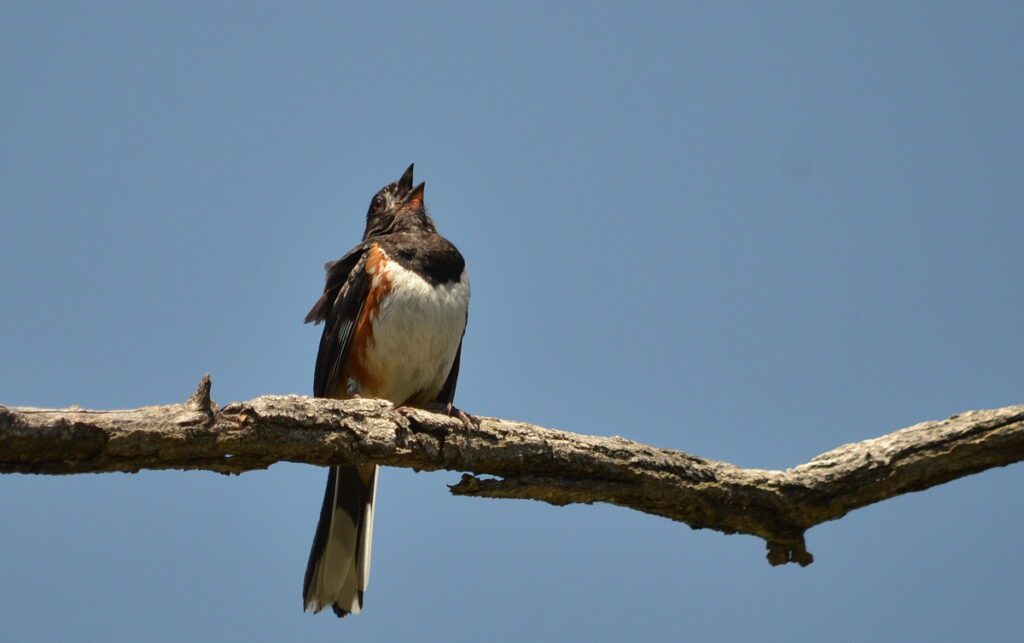 image of a male Eastern Towhee singing, dunes trail, sandbanks provincial park, ontario