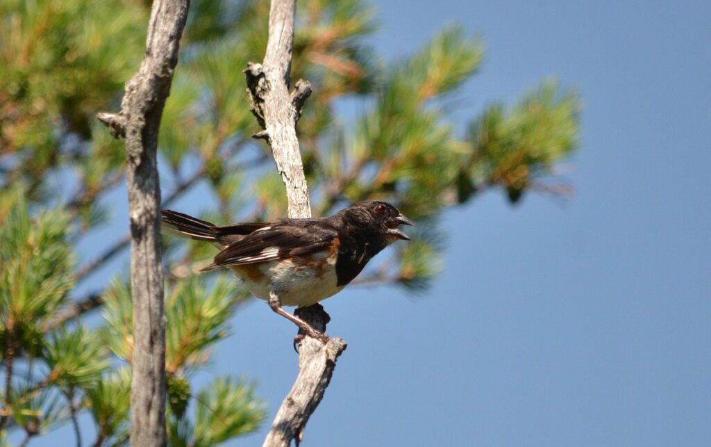 image of an eastern towhee, male, dunes trail, sandbanks provincial park, ontario