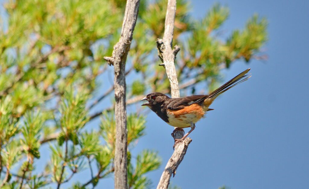 image of an eastern towhee, male, dunes trail, sandbanks provincial park, ontario