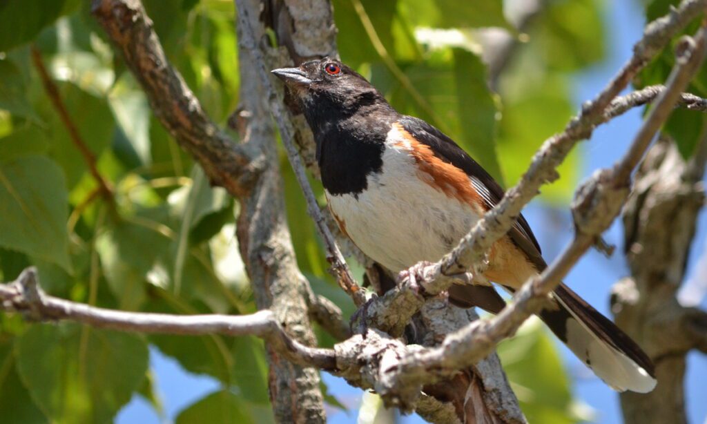 image of an eastern towhee, male, dunes trail, sandbanks provincial park, ontario 