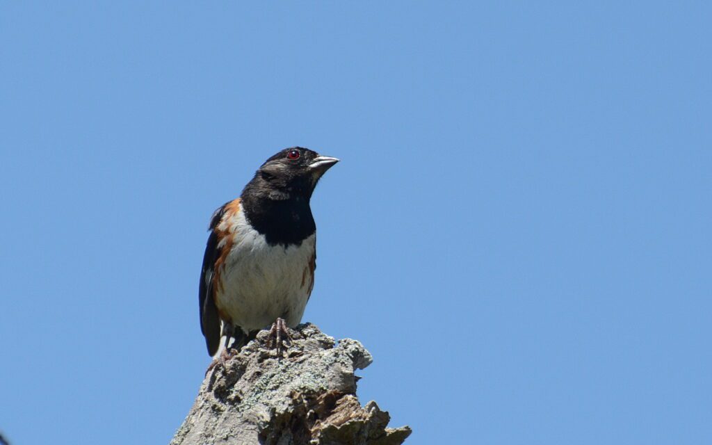 image of a male Eastern Towhee, dunes trail, sandbanks provincial park, ontario