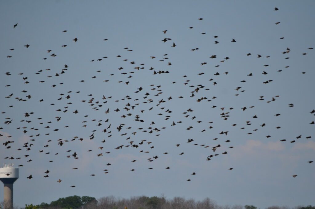 image of a flock of european starlings, consecon lake, millennium trail, prince edward county, ontario
