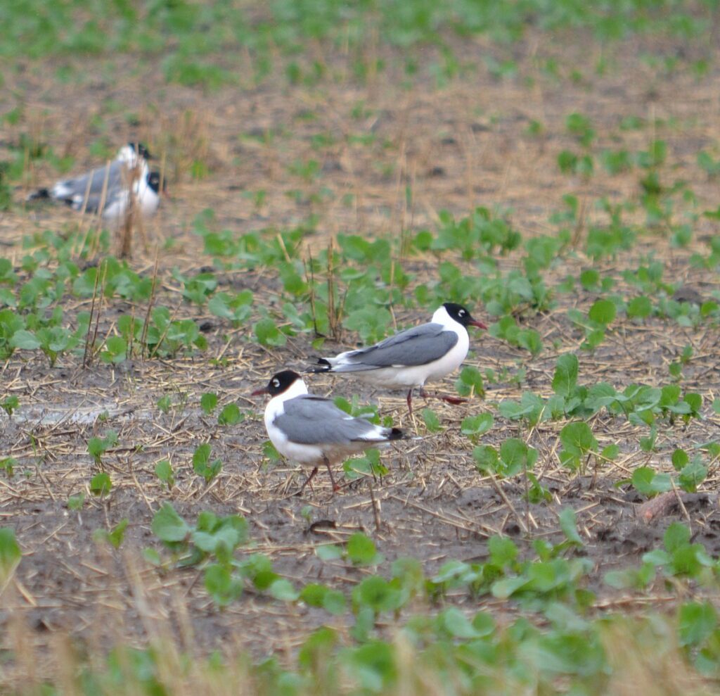 image of franklins gulls, saskatchewan