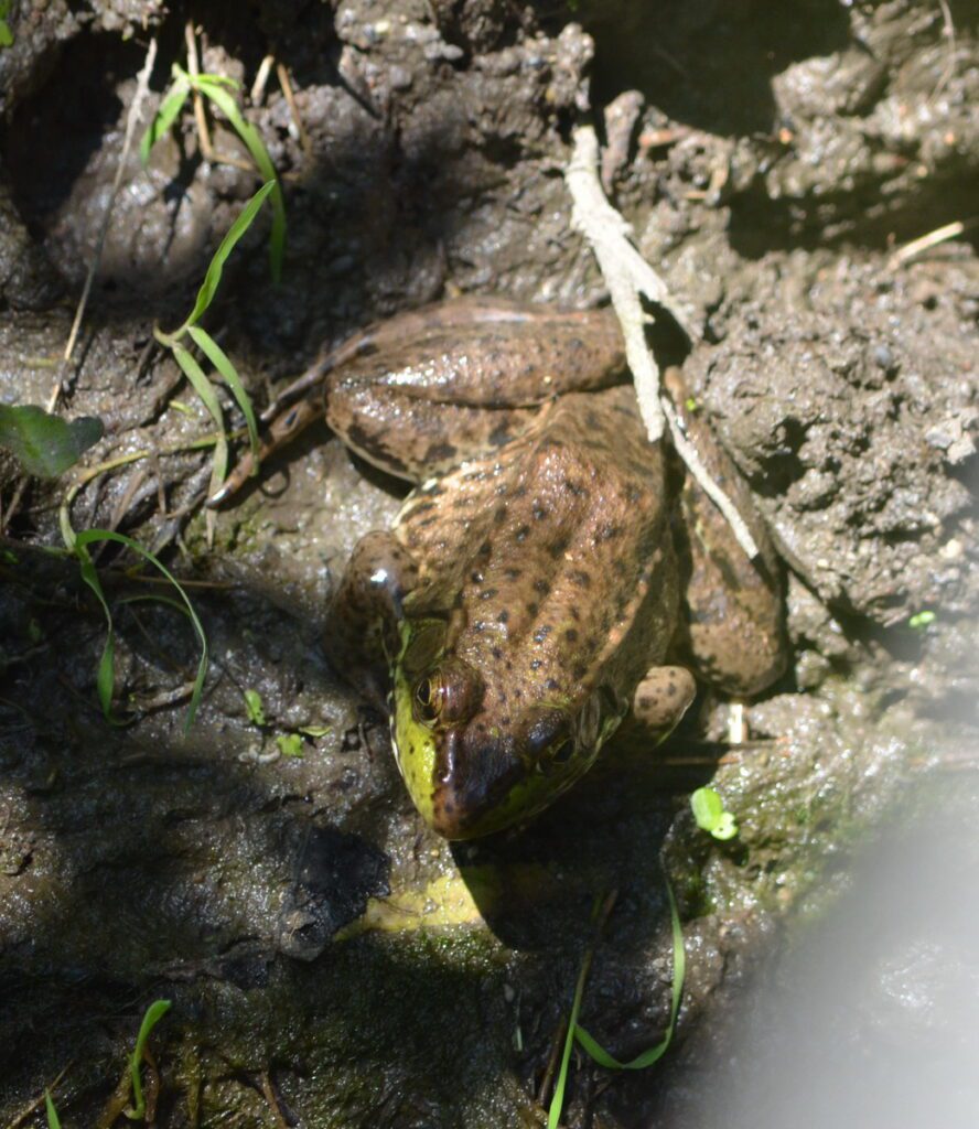 image of a green frog, millennium trail, prince edward county, ontario