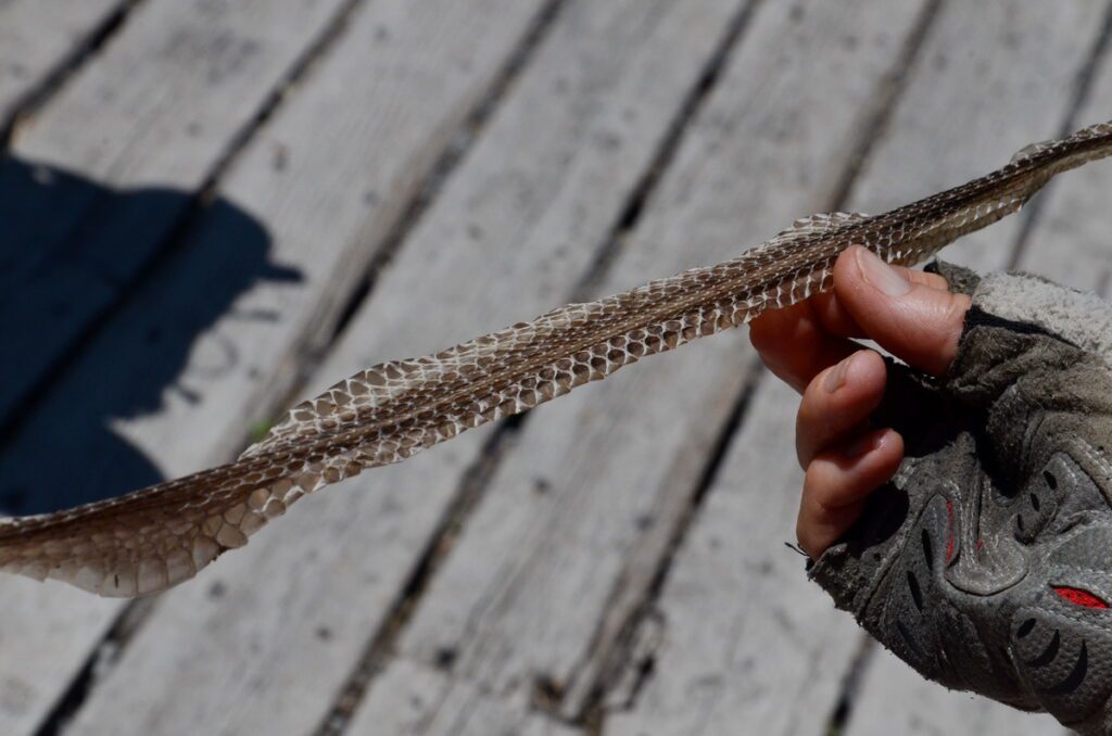 image of gartersnake shed skin, millennium trail, prince edward county, ontario
