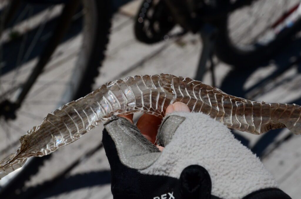 image of gartersnake shed skin, millennium trail, prince edward county, ontario