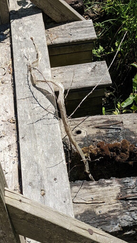 image of a shed snake skin, millennium trail, prince edward county, ontario