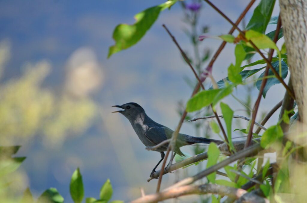 image of a gray catbird, consecon lake, millennium trail, prince edward county, ontario