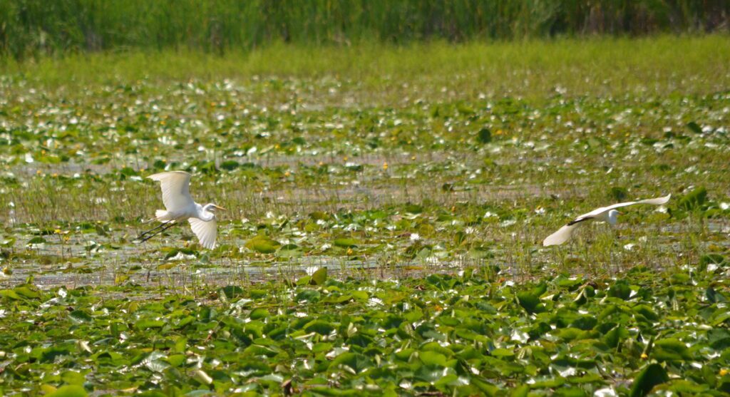 image of great egrets, consecon lake, millennium trail, prince edward county, ontario