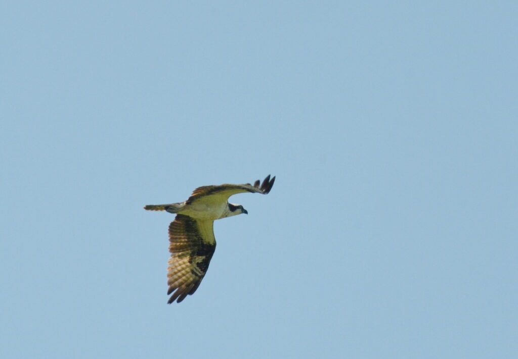image of an osprey, consecon lake, millennium trail, prince edward county, ontario