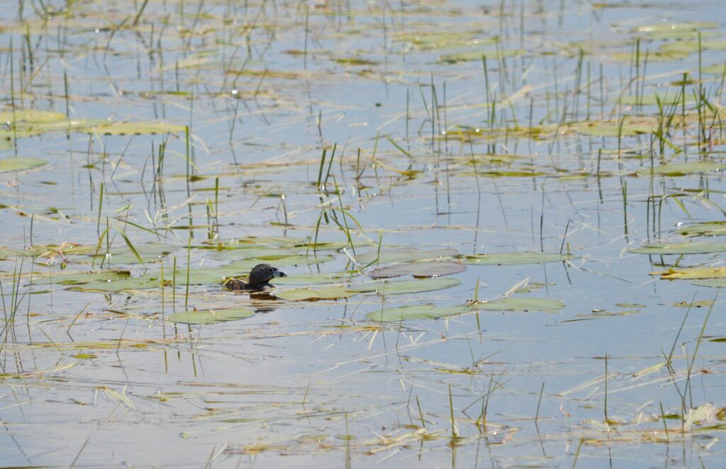 image of a pied-billed grebe, consecon lake, millennium trail, prince edward county, ontario